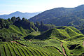 Plantations de thé dans les monts Cameron, Malaisie, 2008.