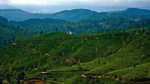 Tea tourism is a relatively new concept, which is already practiced in Sri Lanka.[54]