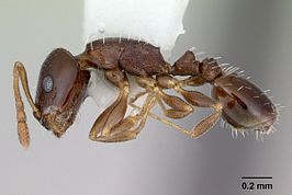 Temnothorax bristoli