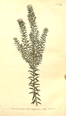 "[ 224 ] Phylica Ericoides. Heath-Leav'd Phylica."