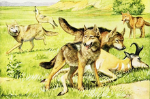 Illustration de loups gris confrontant des coyotes sur une carcasse de pronghorn (1919), par Louis Agassiz Fuertes.