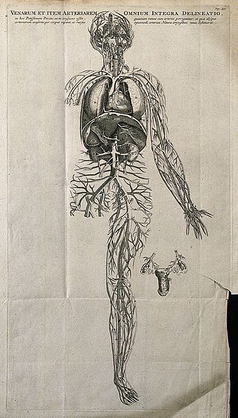 File:The venous and arterial system of the human body. Engraving Wellcome V0007816EL.jpg