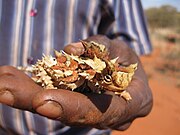 Thorny Devil (Moloch horridus) is the Angas Downs mascot and appears on the logo