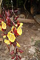 Thunbergia mysorensis