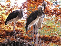 Tśi młode bóśonki (Ephipphorhynchus senegalesis) w chóśebuskem zwěrjeńcu