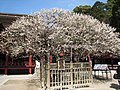 大宰府天満宮の神木・飛梅