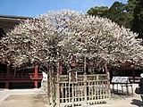 太宰府天満宮の飛梅