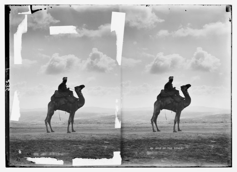 File:Trans-Jordan types. The Hadjin. (A racing camel). LOC matpc.05983.tif