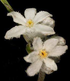 <i>Tribonanthes australis</i>