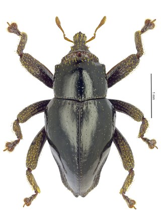 <i>Trigonopterus chewbacca</i> Species of beetle