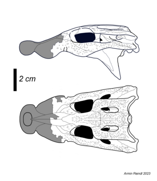 <i>Trilophosuchus</i> Genus of crocodiles