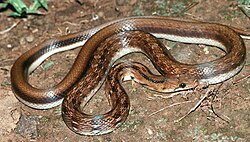 Coelognathus helena