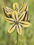 Triteleia ixioides unifolia.jpg