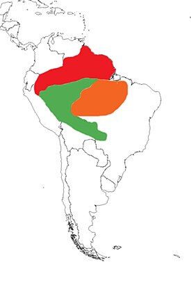 Kyssäkurkien levinneisyys. Kyssäkurjen levinneisyys punaisella, perunkyssäkurjen vihreällä ja brasiliankyssäkurjen oranssilla.