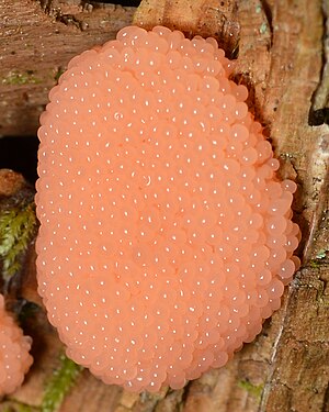 Slime Mold (Mycetozoa