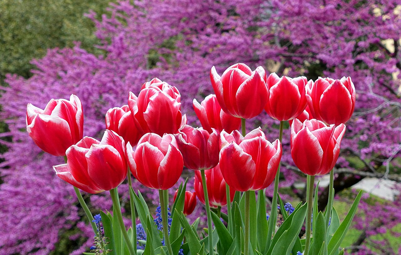 Tulips and cercis - Villa d'Este - Tivoli, Italy - DSC04160.jpg