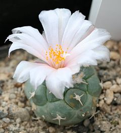 Description de l'image Turbinicarpus lophophoroides.jpg.