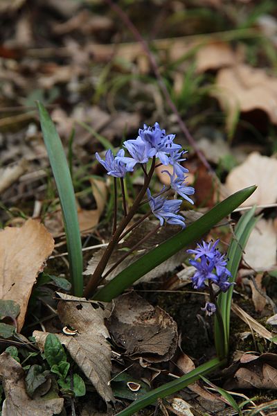 File:Two-leaf squill - Scilla bifolia - panoramio (12).jpg