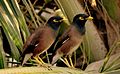 * Nomination Two Myna or Mynah birds which are native to India. --25 Cents FC 14:30, 20 February 2014 (UTC) * Decline  Comment below 2 mp --Rjcastillo 15:05, 20 February 2014 (UTC)