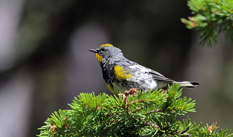 File:USFWS Audubon's Warbler (23485454289).jpg