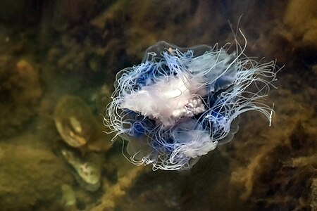 Underside of expanded bluefire jellyfish in Brofjorden at Sandvik