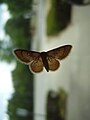 moth on glass