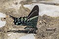 * Nomination Urania swallowtail moth (Urania fulgens) --Charlesjsharp 09:50, 14 October 2023 (UTC) * Promotion  Support Good quality. --Rangan Datta Wiki 10:57, 14 October 2023 (UTC)  Support Good quality. Nice DOF control --Rangan Datta Wiki 10:57, 14 October 2023 (UTC)