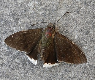 <i>Urbanus doryssus</i> Species of butterfly