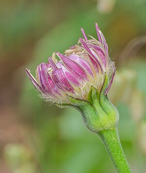 Flower of Urospermum dalechampii in Soumont, Hérault, France