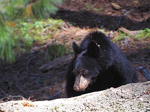 Amerikanischer Schwarzbär: Merkmale, Verbreitung und Lebensraum, Lebensweise