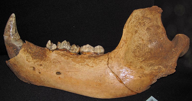 File:Ursus spelaeus (cave bear jaw) (Pleistocene, 42-100 ka; cave in Brasov area, Carpathian Mountains, Romania) (17162700160).jpg