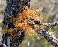 Usnea rubicunda ne1.jpg