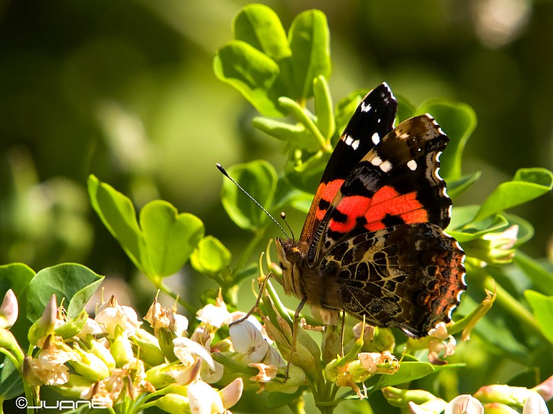 File:Vanessa Vulcania. (4481679240).jpg