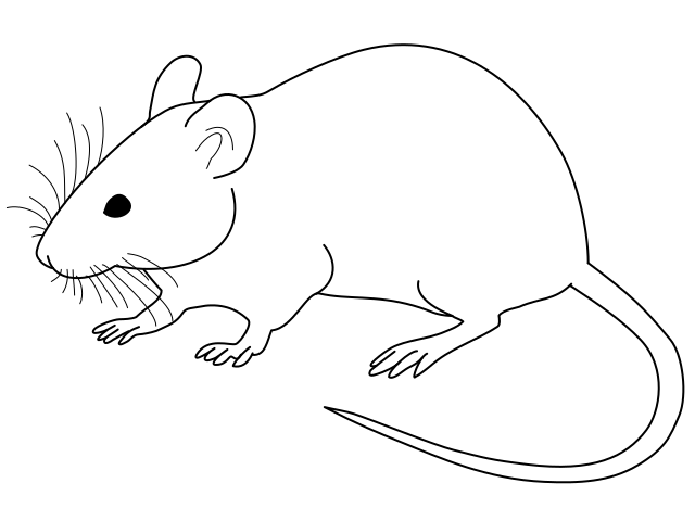 Laboratory mouse - Wikipedia