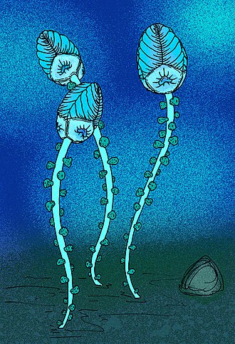 An artist's interpretation of Ventogyrus as an organism tethered to the seafloor. Ventogyrus chistyakovi recon.jpg