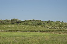 Vinyard and Bunkers.jpg