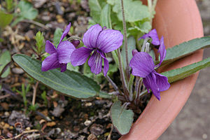 Viola mandshurica (200704).jpg