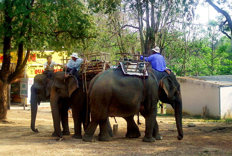 File:Voi ở Bản Đôn.jpg