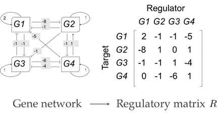 Network representation of the regulatory interactions between four genes (G1, G2, G3 and G4). Activations and repressions are denoted by arrows and bars, respectively. Numbers indicate the relative interaction strengths. Interaction matrix
R
{\displaystyle R}
on the right representing the network on the left. WagnerModel.png