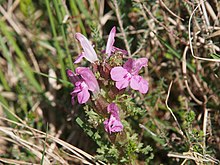 Вальдляузекраут (Pedicularis sylvatica) @ 04.jpg