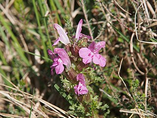 <i>Pedicularis sylvatica</i> species of plant