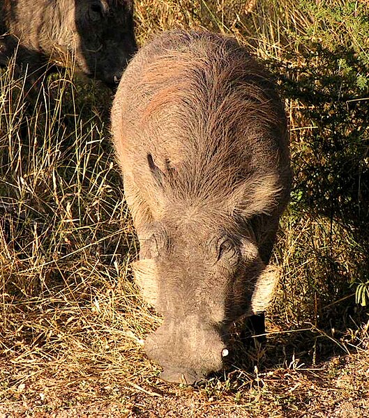 File:Warthog Kruger Park.jpg