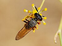 Philanthus triangulum (Sphecidae) European beewolf