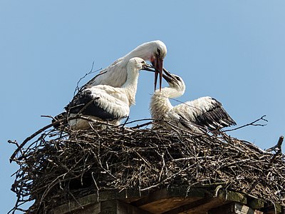 Weißstorch P1190401