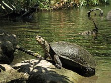 Tortue caspienne occidentale (Mauremys rivulata), rivière El-Al.jpg