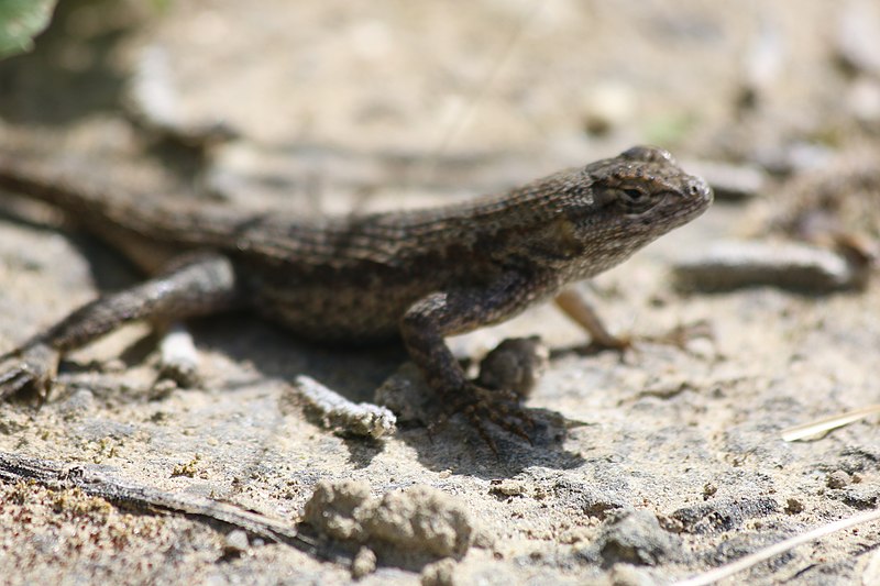 File:Western fence lizard (32798251683).jpg