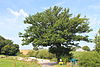 Weydig oak 2012-08.JPG