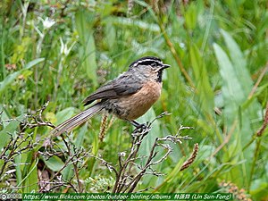 White-browed tit.jpg