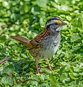 Thumbnail for File:White-throated sparrow in CP (65777).jpg