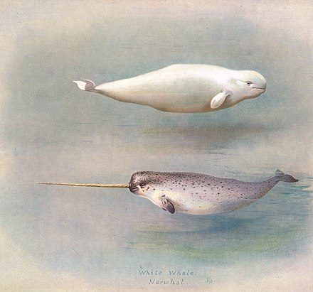 Illustration of a narwhal (lower image) and a beluga (upper image), its closest related species